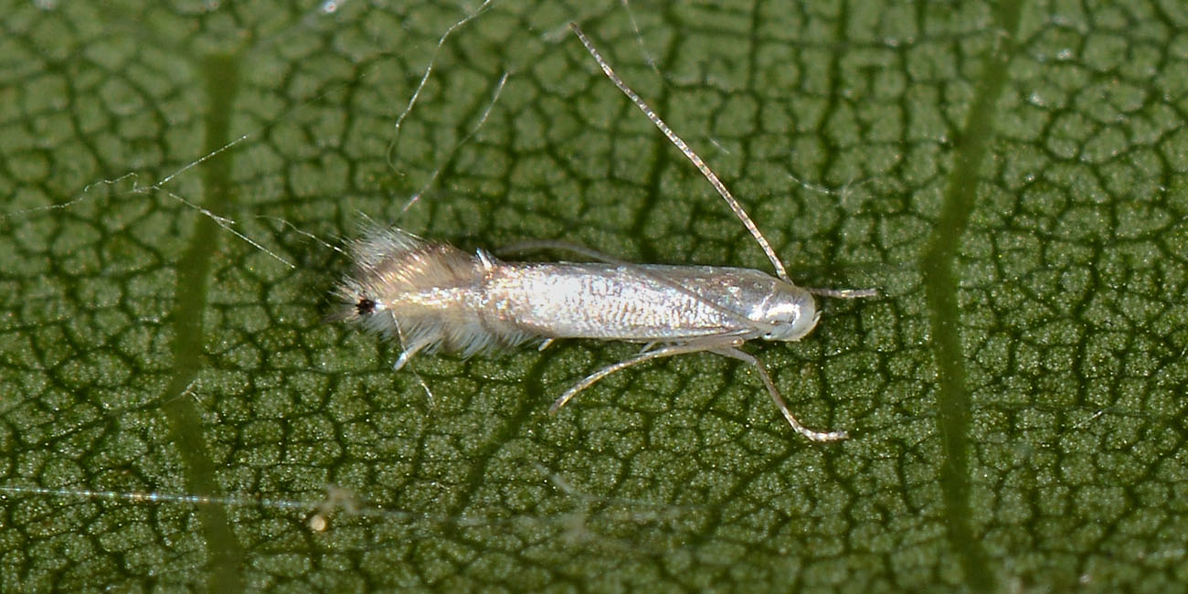 Gracillariidae? S,  Phyllocnistis sp